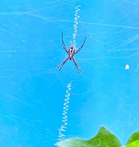 Banded Garden Spider