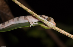 Cyrtodactylus intermedius