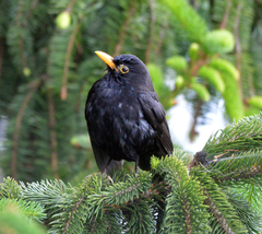 Turdus merula