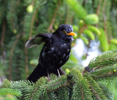 Turdus merula