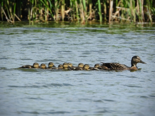 Mallard