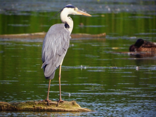 Grey Heron