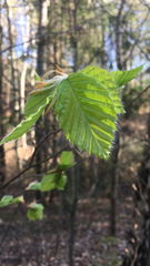 Fagus sylvatica