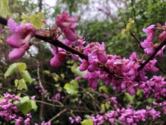 Cercis siliquastrum