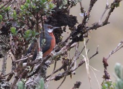 Conirostrum binghami