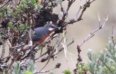 Conirostrum binghami