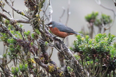 Conirostrum binghami