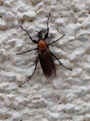 Bibioninae