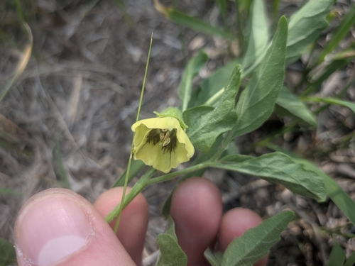 Physalis virginiana, photograph 6
