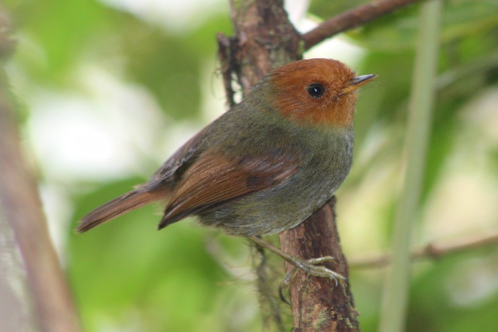 Rufous-headed Pygmy-Tyrant (Pseudotriccus ruficeps) photo