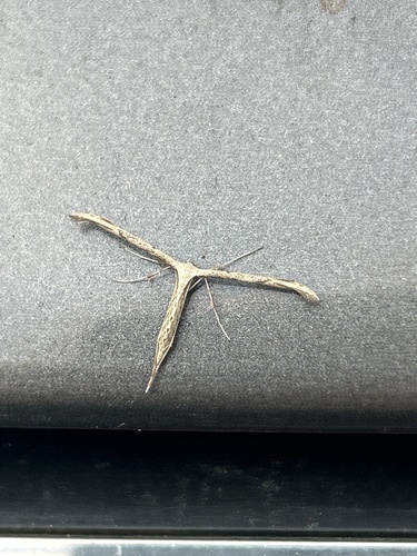 Morning-glory Plume Moth