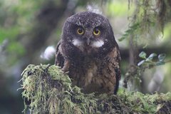 Megascops albogularis