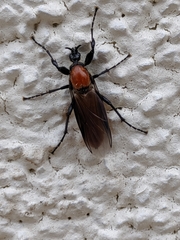 Bibioninae