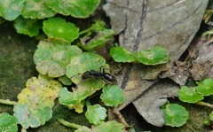 Ectomomyrmex javanus