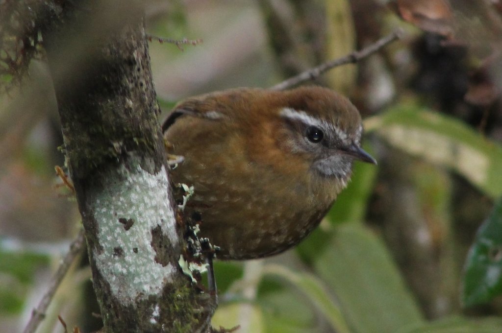 White-Browed Spinetail