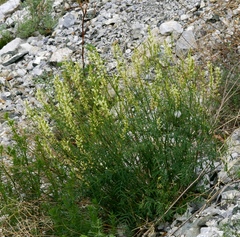 Astragalus katunicus