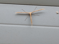 Emmelina monodactyla
