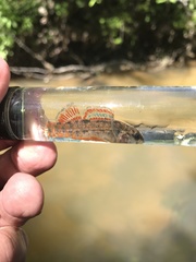Gulf Darter photo 2