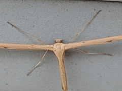 Emmelina monodactyla