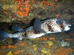 Chilomycterus reticulatus