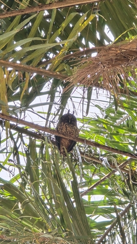 Stygian Owl (Asio stygius), photo 7