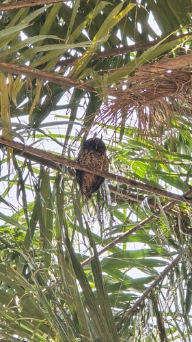 Stygian Owl (Asio stygius), photo 8