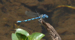 Argia nahuana