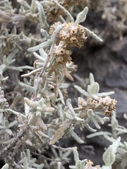 Buddleja utahensis
