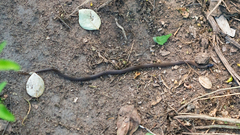 Aparallactus capensis