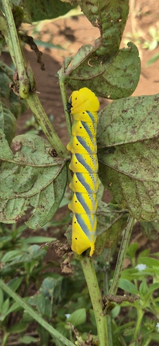 Death's Head Hawkmoth