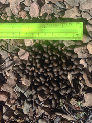 Odocoileus virginianus carminis