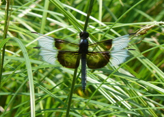 Libellula luctuosa