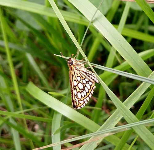 Large Chequered Skipper