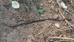 Aparallactus capensis