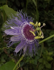Passiflora gardneri