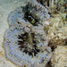 Beaded Sea Anemone - Photo (c) Glenn Biscop, some rights reserved (CC BY-NC), uploaded by Glenn Biscop