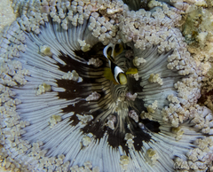 Heteractis aurora