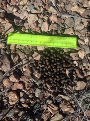 Odocoileus virginianus carminis