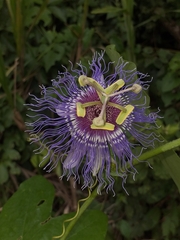 Passiflora gardneri