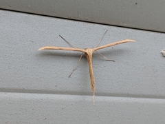 Emmelina monodactyla