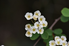 Spiraea blumei