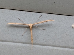 Emmelina monodactyla