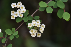 Spiraea blumei