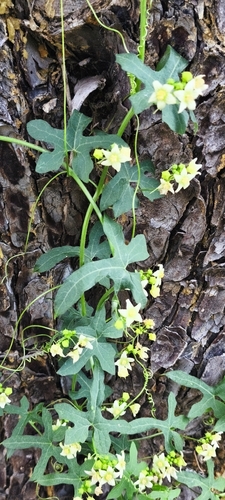White Bryony