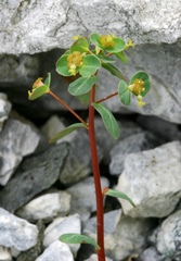 Euphorbia alpina