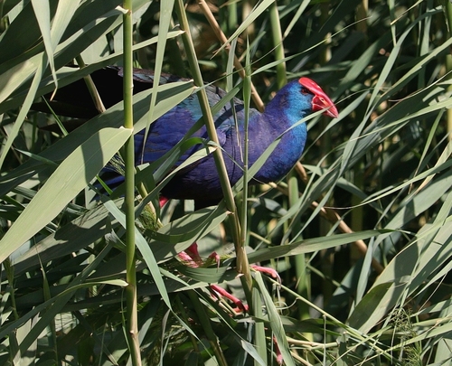 iNaturalist image
