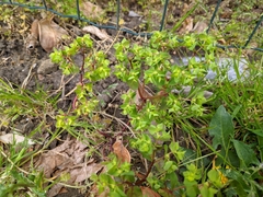 Euphorbia peplus