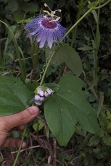Passiflora gardneri