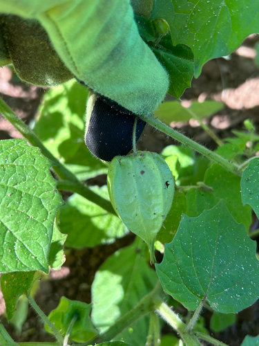 Physalis pruinosa, photograph 5