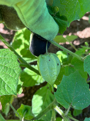 Physalis pruinosa, photograph author not stated, no rights reserved